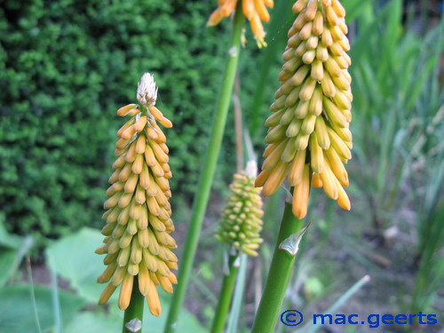 Kniphofia 'First Sunrise'